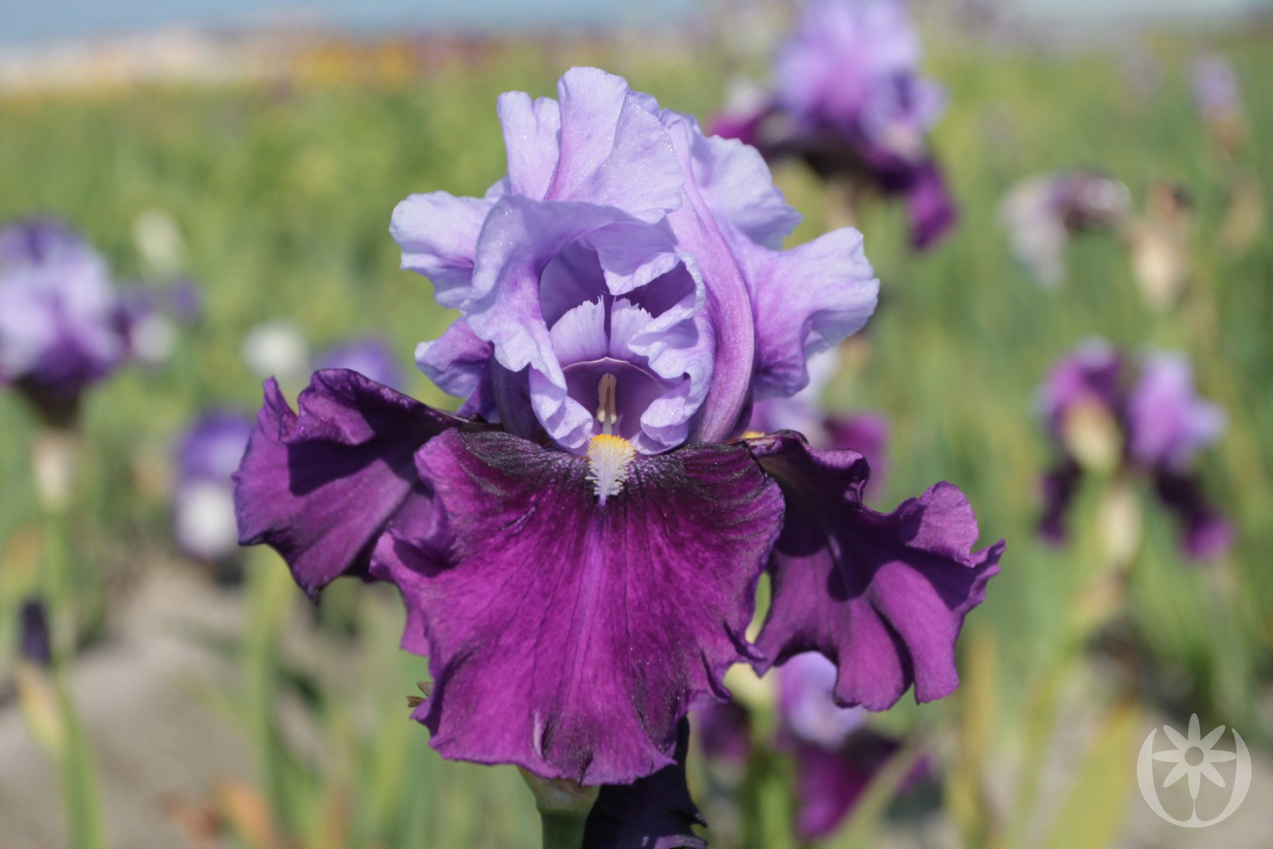 Iris germanica 'Bluebird Wine'